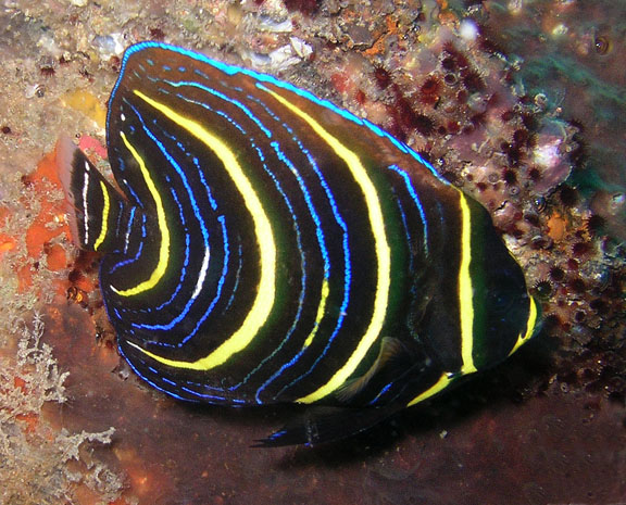 POMACANTHUS ZONIPECTUS